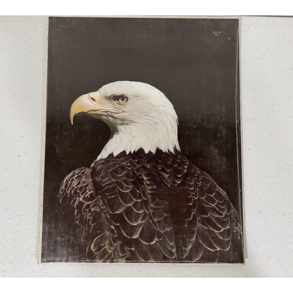 Vintage Bald Eagle Portrait Poster Print Wildlife Art American Bird 10x8